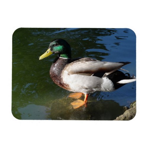 Mallard Duck	Photo Magnet