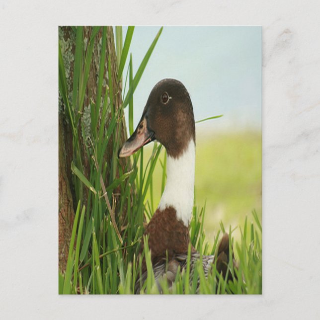 Mallard Duck Photo Postcard (Front)