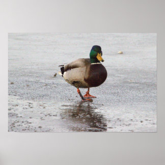 Mallard Duck Photo Poster