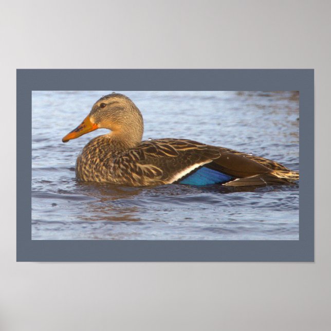 Mallard Duck Photo Poster (Front)