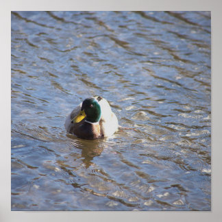 Mallard Duck Photo Poster