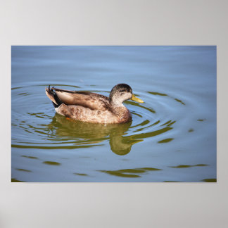 Mallard Duck Photo Poster
