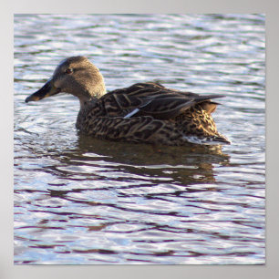 Mallard Duck Photo Poster