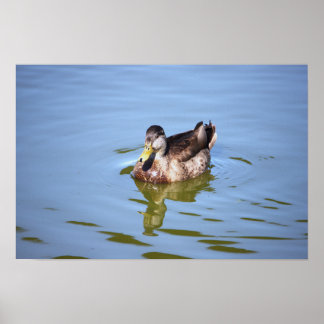 Mallard Duck Photo Poster