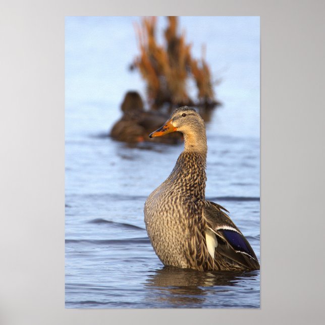 Mallard Duck Photo Poster (Front)