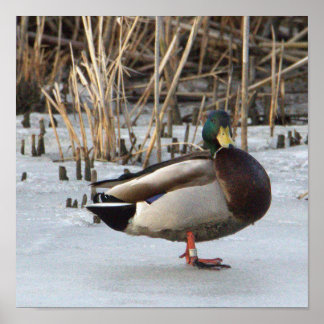 Mallard Duck Photo Poster