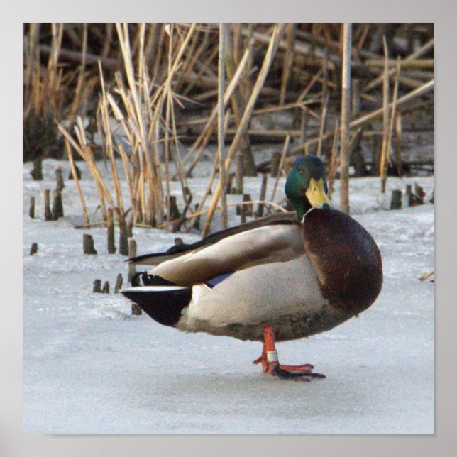 Mallard Duck Photo Poster (Front)