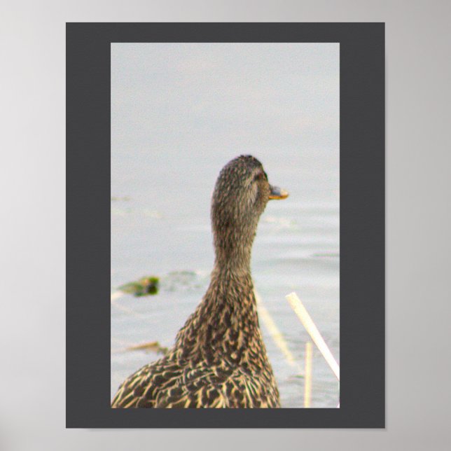 Mallard Duck Photo Poster (Front)