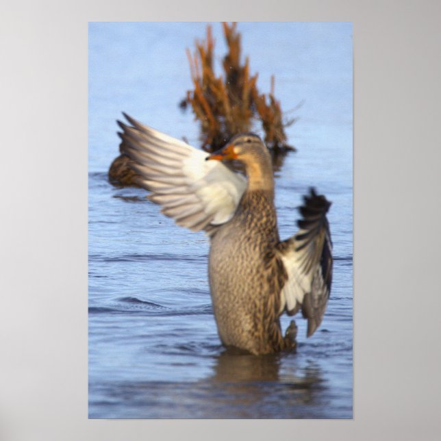 Mallard Duck Photo Poster (Front)