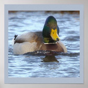 Mallard Duck Photo Poster