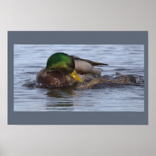 Mallard Duck Photo Poster