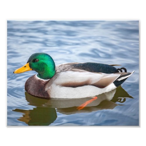 Mallard Duck Photo Print