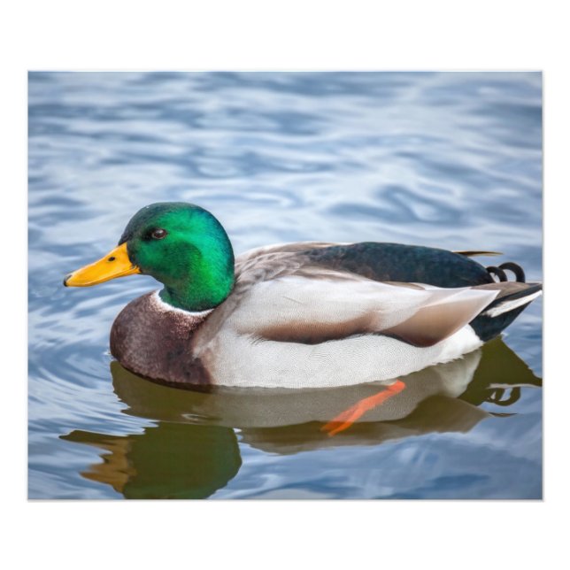 Mallard Duck Photo Print (Front)