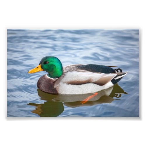 Mallard Duck Photo Print