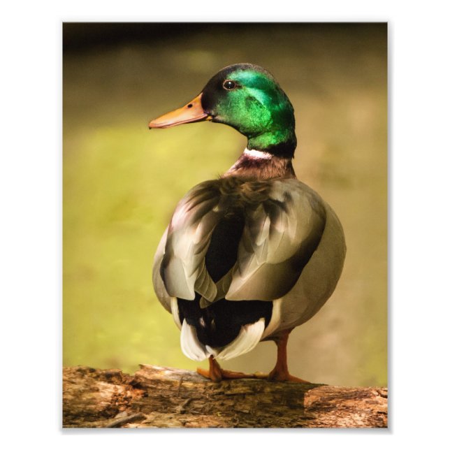 Mallard Duck Photo Print (Front)