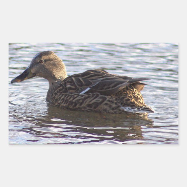 Mallard Duck Photo Stickers (Front)