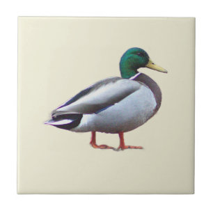 Mallard Duck Photo Tile