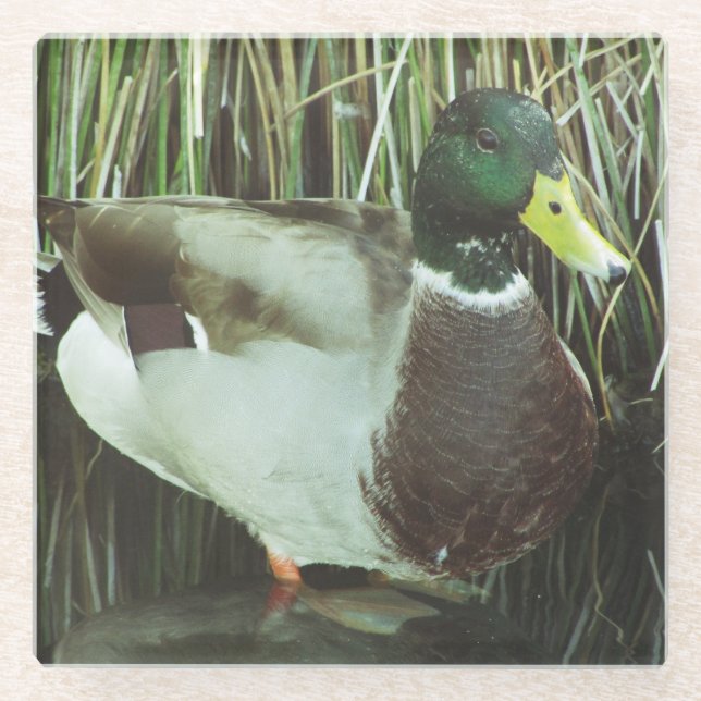 Mallard Duck Photo Waterfowl Nature Bird Glass Coaster (Front)