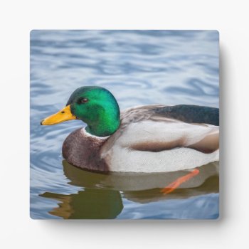 Mallard Duck Plaque by PixLifeBirds at Zazzle