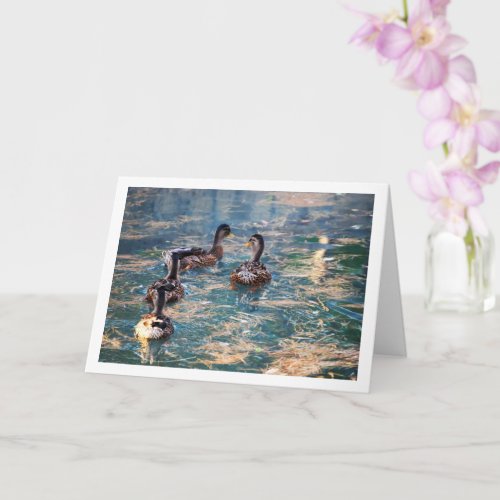 Mallard Duck Portrait Card