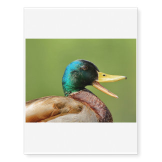mallard duck portrait temporary tattoos