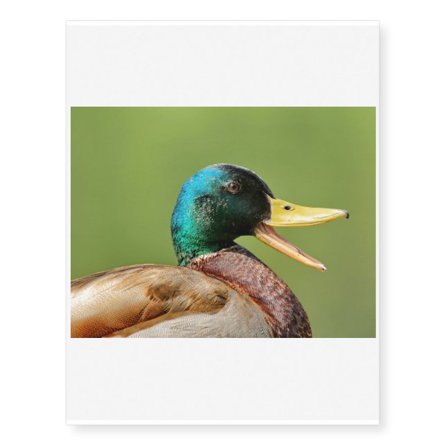 mallard duck portrait temporary tattoos (Front)