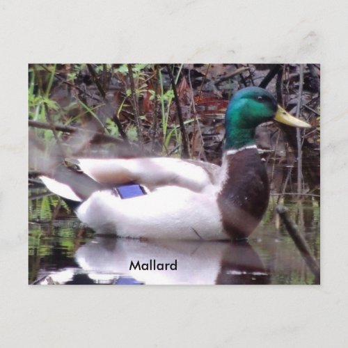 Mallard Duck Postcard