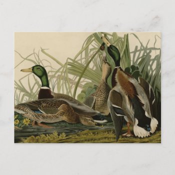 Mallard Duck Postcard by birdpictures at Zazzle