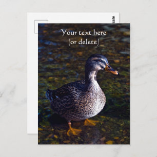 Mallard Duck Postcard