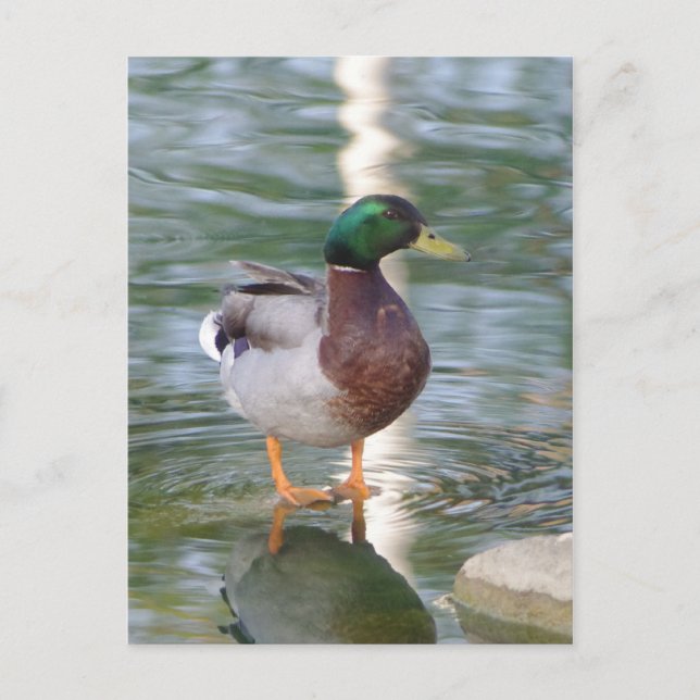 Mallard Duck Postcard (Front)