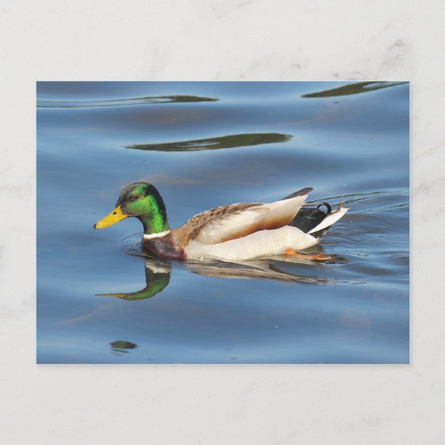 Mallard Duck Postcard (Front)