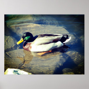 Mallard Duck Poster