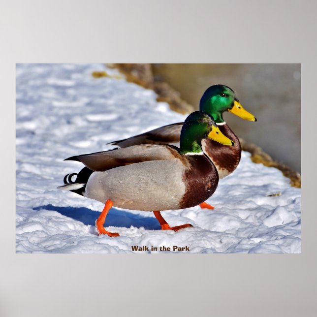 Mallard Duck Poster (Front)