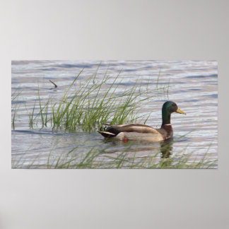 Mallard Duck Poster