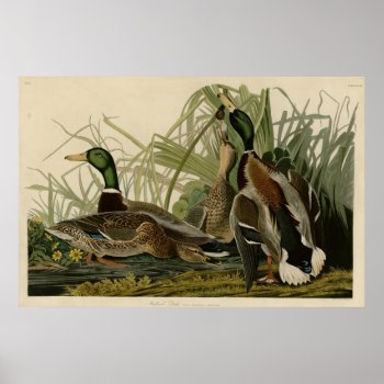 Mallard Duck Poster by birdpictures at Zazzle