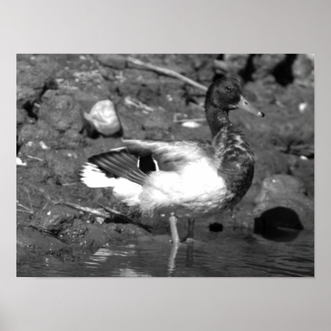 Mallard Duck Poster (Front)