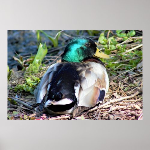 Mallard Duck Poster