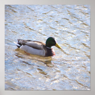 Mallard Duck Poster