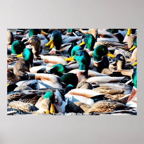 Mallard Duck Poster