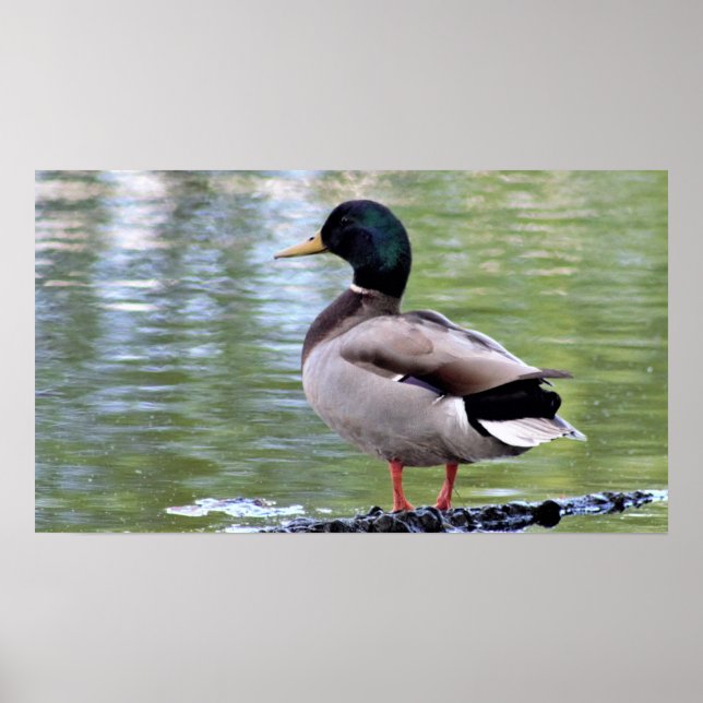 Mallard Duck Poster (Front)