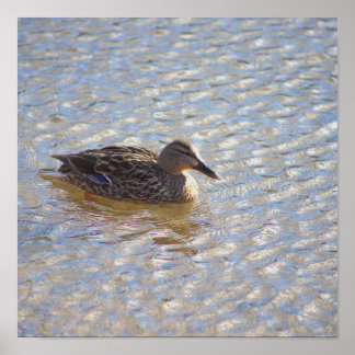 Mallard Duck Poster
