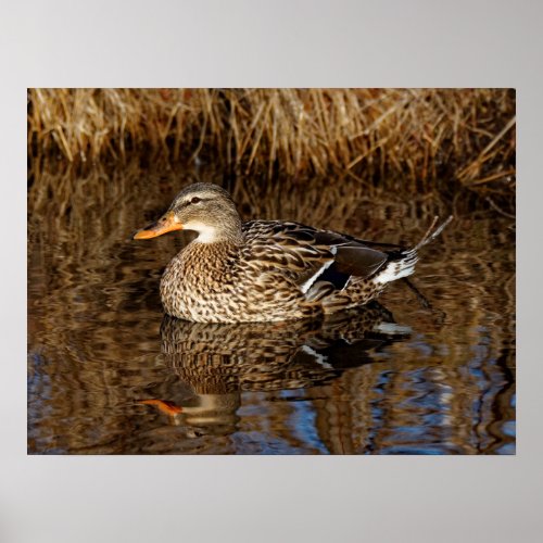 Mallard Duck Reflecting 18x24 Poster