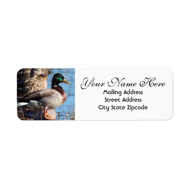Mallard Duck Return Address Label (Front)