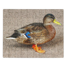 Mallard Duck. Roath Park Lake, Cardiff, Wales