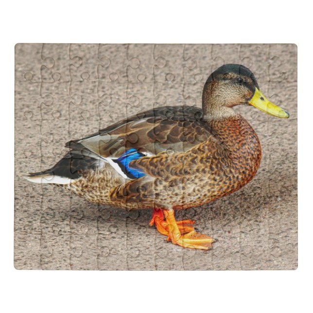 Mallard Duck. Roath Park Lake, Cardiff, Wales Jigsaw Puzzle (Puzzle Horizontal)