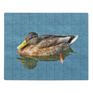 Mallard Duck, Roath Park Lake, Cardiff, Wales. Jigsaw Puzzle