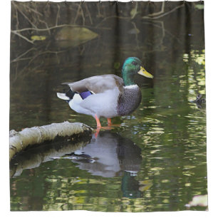 Mallard duck shower curtain