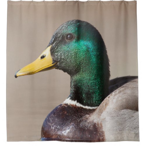 Mallard duck shower curtain