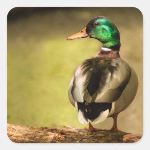 Mallard Duck Square Sticker