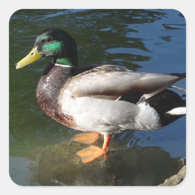 Mallard Duck Square Sticker (Front)